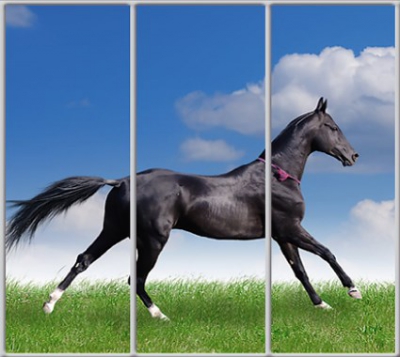 Шкаф купе Luxe Studio Стандарт-1 Фотопечать Животные-27 2200x2400x450 трехдверный 
Шкаф купе Luxe Studio Стандарт-1 Фотопечать Животные-27 2200x2400x450 трехдверный