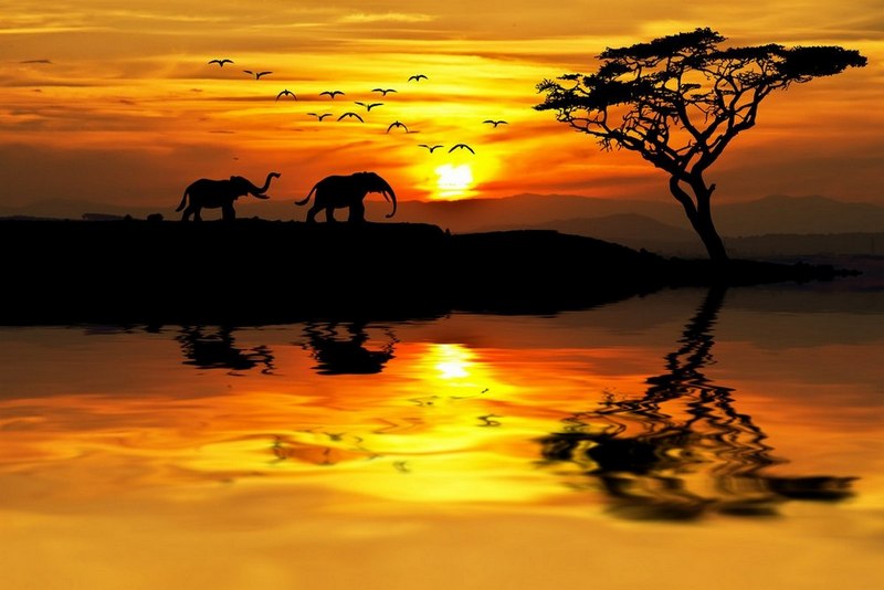 Картина LaPrint Африка 90х60 см 
Картина LaPrint Африка 90х60 см