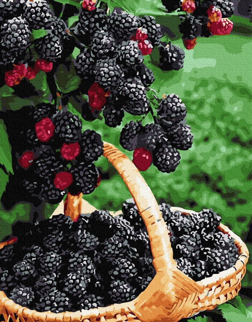 Картина за номерами Спелая ежевика GX27499 40х50см набір для розпису, фарби та пензлі
Картина за номерами Спелая ежевика GX27499 40х50см набір для розпису, фарби та пензлі