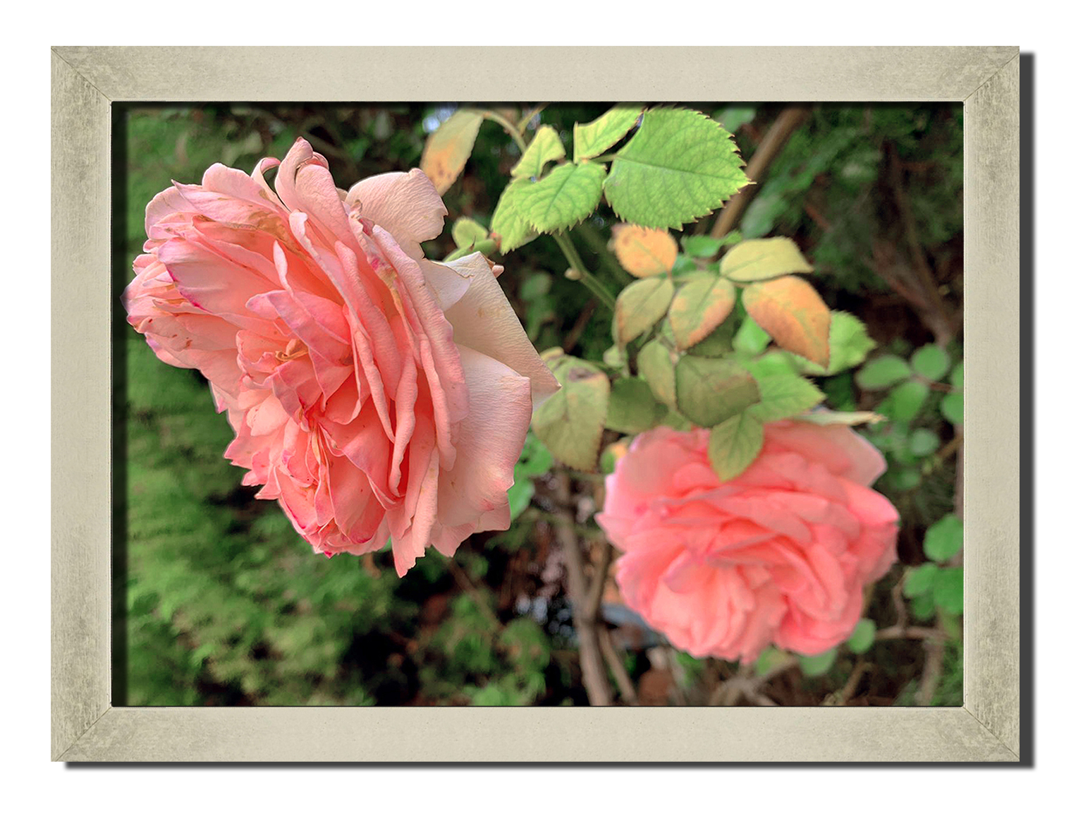 Silver frame картина на файн-арт бумаге цветы и растения цветы, растения Hotel Arizona HD 31 см x 41 см
Silver frame картина на файн-арт бумаге цветы и растения цветы, растения Hotel Arizona HD 31 см x 41 см