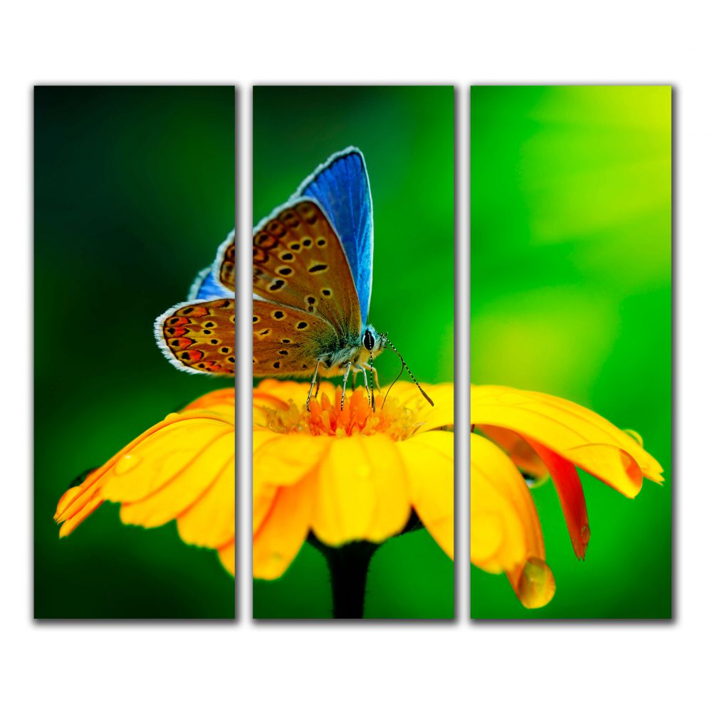 Модульная картина на стену IdeaClock Бабочка на цветочке, 90х80 см
Модульная картина на стену IdeaClock Бабочка на цветочке, 90х80 см