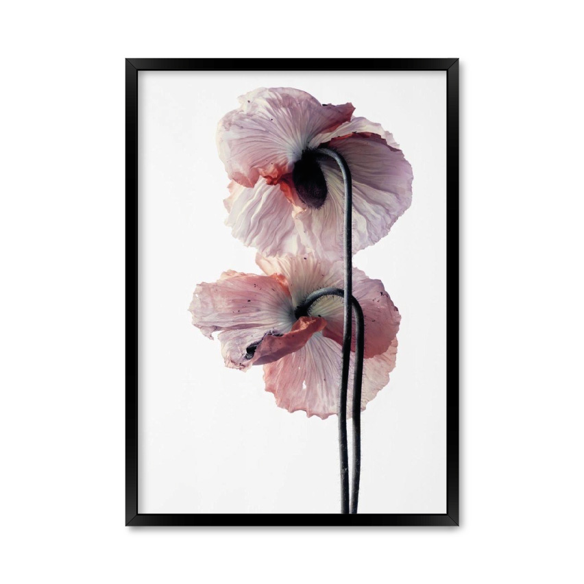 Постер "Мак цветок" с антибликовым стеклом 29.7 x 42 см в чёрной рамке
Постер "Мак цветок" с антибликовым стеклом 29.7 x 42 см в чёрной рамке