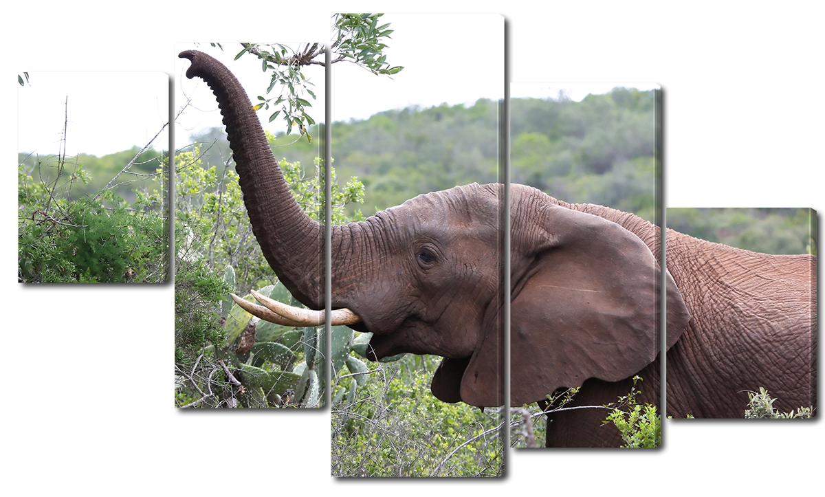 Модульная картина Interno Холст Азиатский слон 142х80см 
Модульная картина Interno Холст Азиатский слон 142х80см