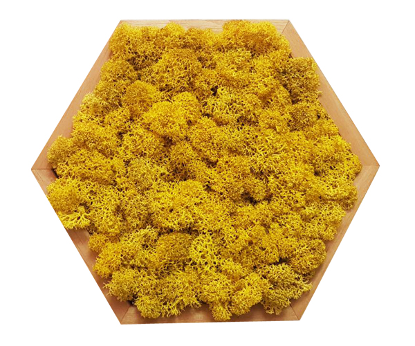 Картина шестиугольная MossArt из стабилизированного мха 20 см Lemon (1486)
Картина шестиугольная MossArt из стабилизированного мха 20 см Lemon (1486)