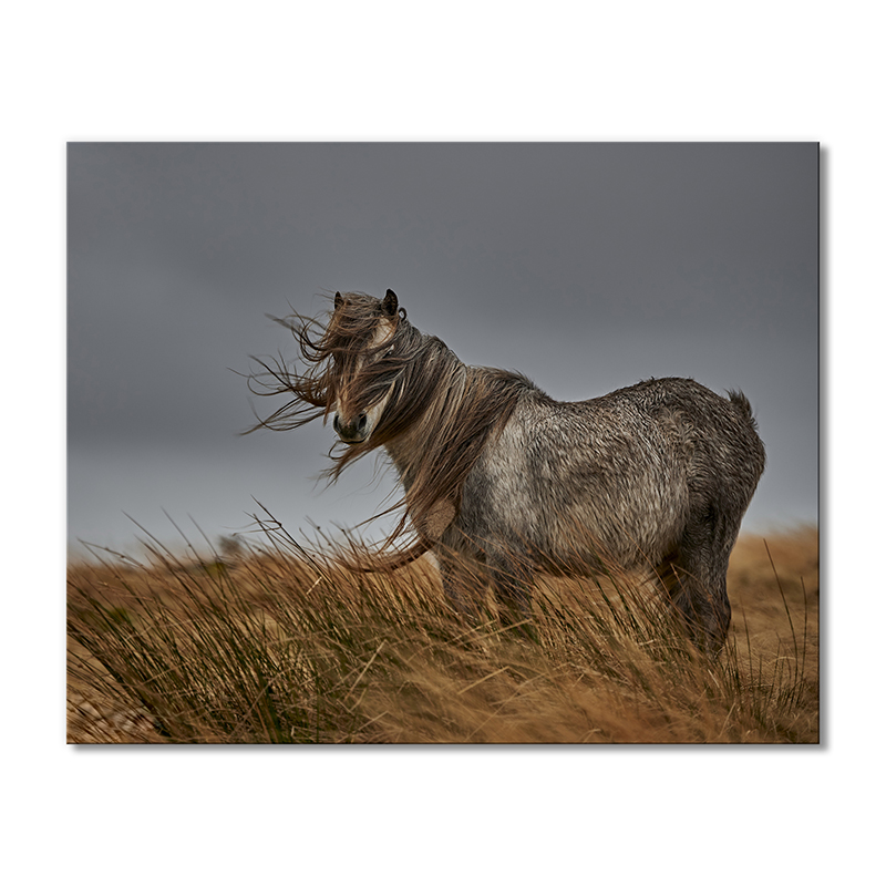 Модульная картина Artel «Лошадь в степи и ветер» 1 модуль 60x90 см
Модульная картина Artel «Лошадь в степи и ветер» 1 модуль 60x90 см