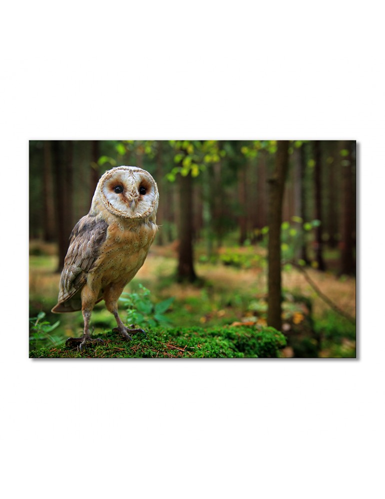 Модульная картина Artel «Сипуха» 1 модуль 60x90 см 
Модульная картина Artel «Сипуха» 1 модуль 60x90 см