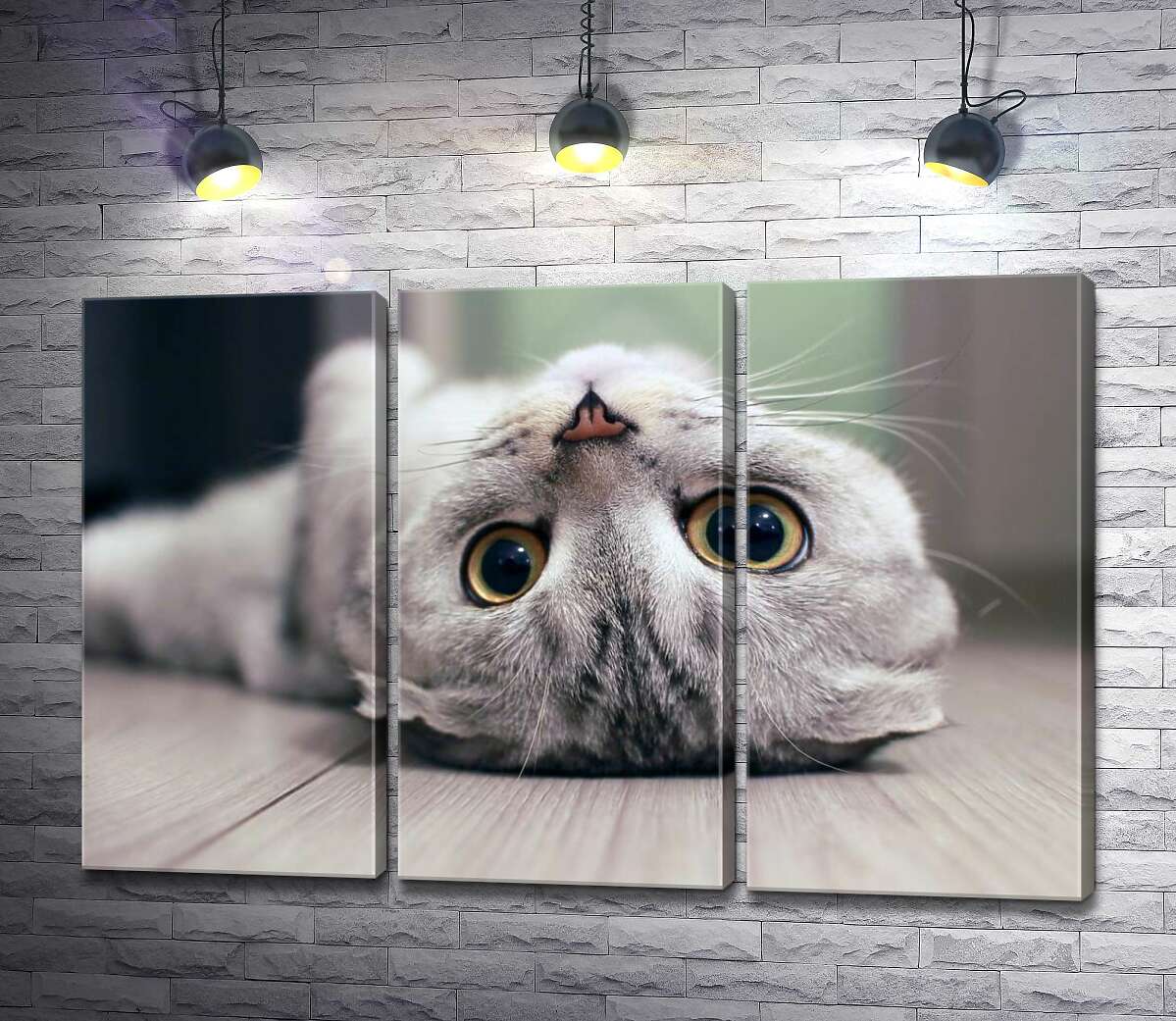 Модульная картина ArtPoster Милый взгляд серого шотландского кота 60x40 см Модуль №11
Модульная картина ArtPoster Милый взгляд серого шотландского кота 60x40 см Модуль №11