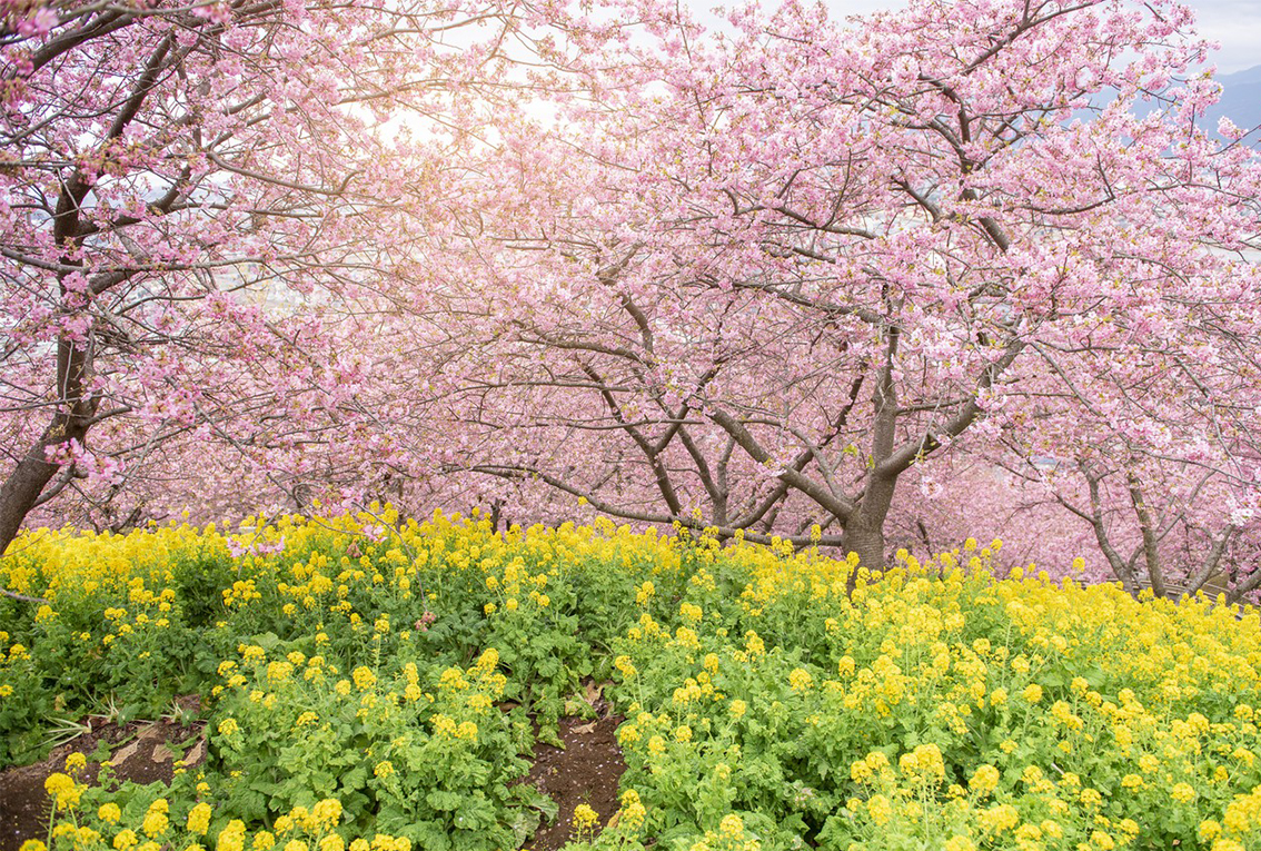 Фотообои флизелиновые DeCors Желтый луг 400x270 см 4 сегмента (151078ф)
Фотообои флизелиновые DeCors Желтый луг 400x270 см 4 сегмента (151078ф)
