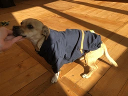 Куртка-дощовик для собак Noble Pet Moss Yellow XL (M4108/XL) фото от покупателей 1