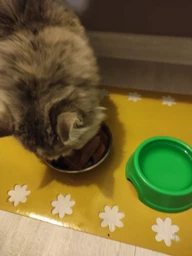 Упаковка вологого корму для кошенят Purina Pro Plan Kitten Healthy Start шматочки в соусі з індичкою 26 шт по 85 г (7613287107503) фото від покупців 10