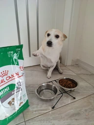 Сухий корм для старіючих собак дрібних порід Royal Canin Mini Ageing 12+, старше 12 років, 0.8 кг