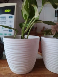 Горщик для квітів Form-Plastic Цукру Петіт круглий з підставкою 2,4 л 17 х 15 см Марсала фото від покупців 1