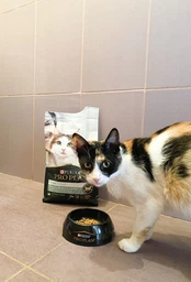 Сух.корм PRO PLAN LiveClear Sterilised Adult для стерил.котов, с лос.1,4 кг(7613287232700) фото от покупателей 19