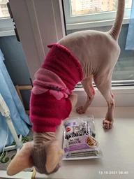 Вологий корм для кошенят Purina Pro Plan Kitten Healthy Start шматочки в паштеті з індичкою 75 г (77653) фото від покупців 11