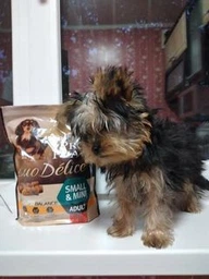 Сухой корм Purina Pro Plan Duo Delice Adult Small and Mini с говядиной для взрослых собак мелких пород 2,5кг фото от покупателей 18