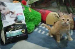 Сухий корм для кошенят Purina Pro Plan LiveClear Kitten Turkey з індичкою 1.4 кг фото від покупців 14