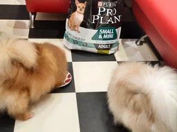 Сухой корм Purina Pro Plan Small Mini Adult 1+ Sensitive Digestion для собак мелких пород чувствительным пищеварением 3 кг фото от покупателей 10