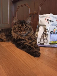 Сухой корм 1st Choice Kitten Healthy Start для котят от 2-х до 12-ти месяцев, 2.72 кг фото от покупателей 4