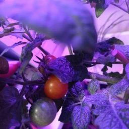 Фітолампа для рослин Plant GrowLight світлодіодна з таймером, чорна (TB017938) фото від покупців 4