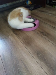 Іграшка для кота з кігтеточкою Catch the Mouse Злови мишу Motion Cat Toy Зелена 25 см фото від покупців 2