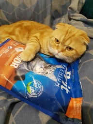 Сухой корм Brit Premium by Nature Cat Indoor для кошек живущих в помещении - 0,8 кг фото от покупателей 11