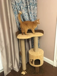Кошачья когтеточка лазалка в домик с лежанкой для кошек кото 90х60х40см молочно бордовая фото от покупателей 12