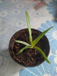 Суккулент "Алоэ древовидное" 5-10 см (закрытый корень)