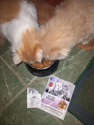 Вологий корм для кошенят Purina Pro Plan Kitten Healthy Start шматочки в паштеті з індичкою 75 г (77653) фото від покупців 7