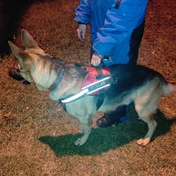 Шлея Collar Dog Extreme Police №4 с фонариком В:75-100 см Красная (07073Collar) фото от покупателей 1