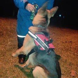 Шлея Collar Dog Extreme Police №4 с фонариком В:75-100 см Красная (07073Collar)