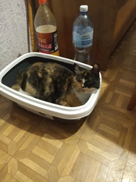 Туалет для котів Природа Comfort M 41 х 30 х 13 см Ультрамарин (4823082417384) фото від покупців 1