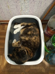 Туалет для котів Природа Comfort M 41 х 30 х 13 см Ультрамарин (4823082417384) фото від покупців 3