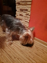 Сухой корм Purina Pro Plan Duo Delice Adult Small and Mini с говядиной для взрослых собак мелких пород 2,5кг фото от покупателей 12