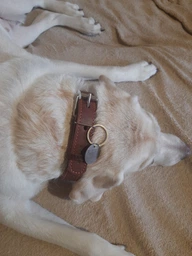 Нашийник "CoLLaR" подвійний (ширина 35мм, довжина 48-63см) чорний фото від покупців 5