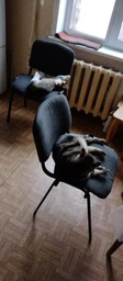 Вологий корм для котів шматочки у желе Felix Fantastic Фелікс з ягням пауч 85 г 26 шт (7613039838969) фото от покупателей 1