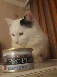 Консервированный корм Purina Pro Plan Veterinary Diets Baby Kitten Нежный мусс с курицей для котят 85 г (8445290673718) фото от покупателей 5