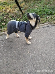 Комбінезон Pet Fashion Rain для собак червоний ML 4823082425655 фото від покупців 2