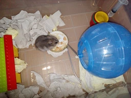 Куля бігова для гризунів Природа на підставці d — 13 см Синій (4823082402786) фото від покупців 2