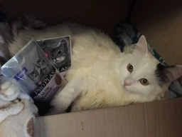 Вологий корм для кошенят Purina Pro Plan Kitten Healthy Start шматочки в паштеті з індичкою 75 г (77653)