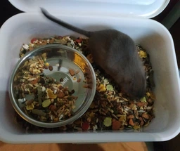 Корм Versele-Laga Crispy Muesli Hamster для хом'яків, щурів та мишей 20 кг