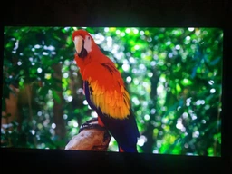 Телевизор Xiaomi Mi TV UHD 4S 50" International (L50M5-5ARU) фото от покупателей 3