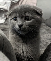 Сухой корм для котят Amity Kitten повседневный курица/рис 10 кг (8436538947968/8436538949658) фото от покупателей 1
