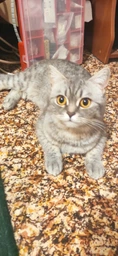 Фурминатор для котов с короткой шерстью FURminator размер M/L (691661) (4048422141259) фото от покупателей 2