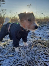 Комбінезон Pet Fashion COLD для собак сірий 5XL фото від покупців 19