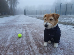 Комбінезон Pet Fashion COLD для собак сірий 5XL фото від покупців 18