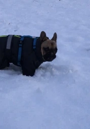 Комбінезон Pet Fashion COLD для собак сірий 5XL фото від покупців 17