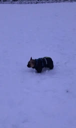 Комбінезон Pet Fashion COLD для собак сірий 5XL фото від покупців 15