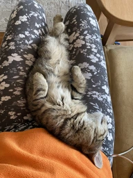 Сухой корм для котят Amity Kitten повседневный курица/рис 10 кг (8436538947968/8436538949658)