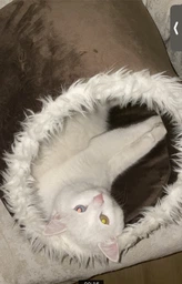 Будка для собак и кошек Lucky Pet Амур №1 36x37x32 см Коричневая (4820224215228)
