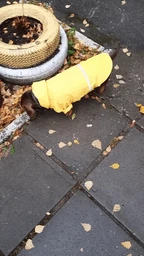 Куртка-дощовик для собак Noble Pet Moss Yellow M-Short (M4108/M-Short) фото от покупателей 15